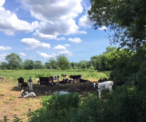 cows resting under trees